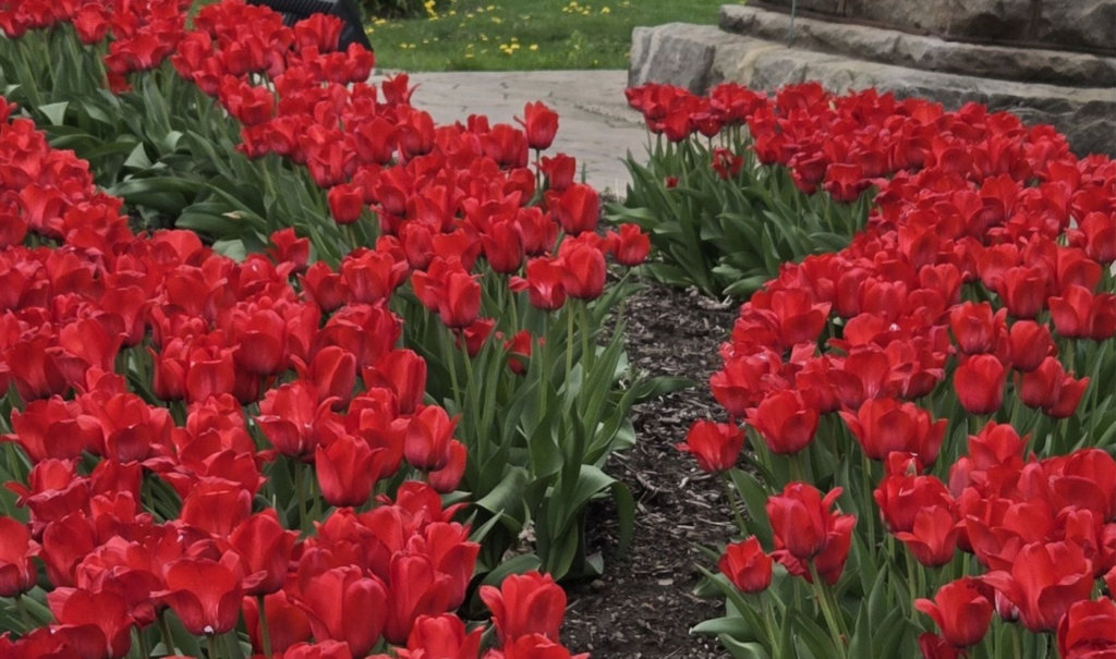 Service & Partnerships slippery rock university